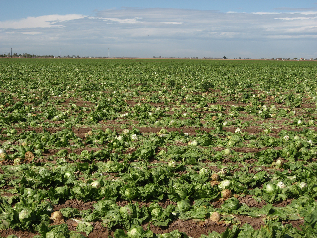 FDA issues update to E. coli outbreak linked to romaine lettuce from Yuma, Arizona. Credit: Ken Lund, November 2018