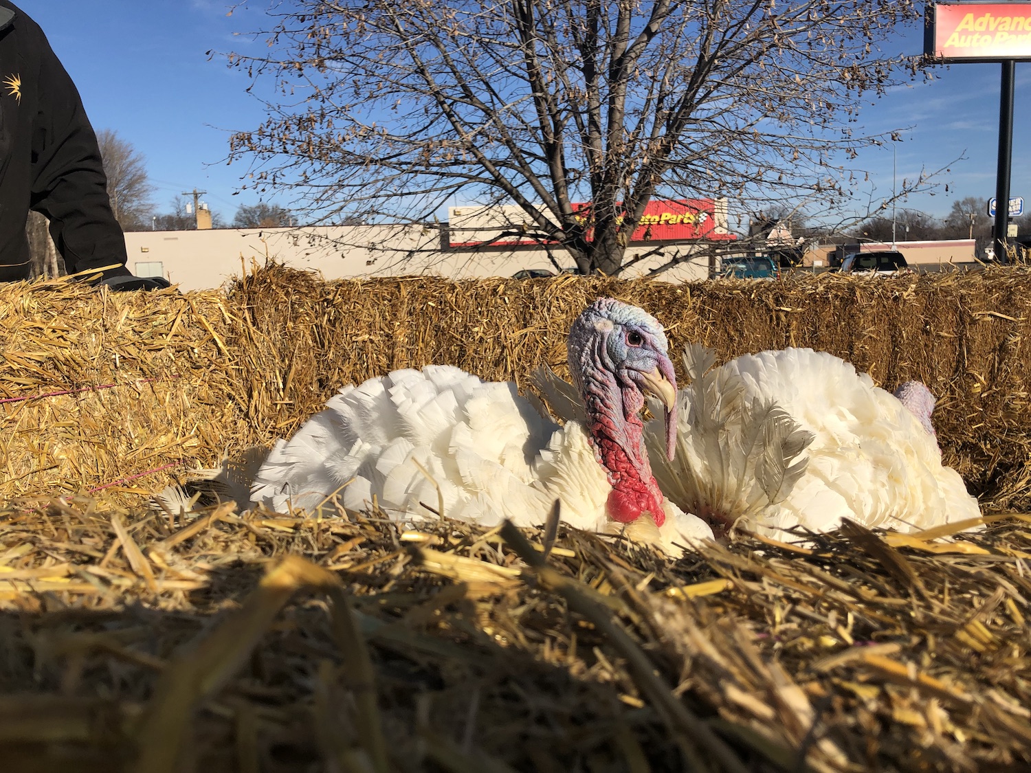 What happens to Thanksgiving turkeys after they're pardoned by the President? The untold story of their sadly short lives. Credit: South Dakota Tourism, November 2018