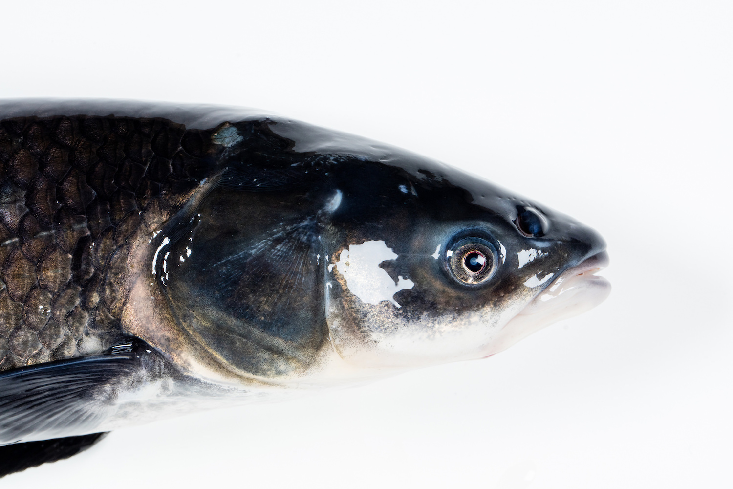 An invasive black carp with human-like molars is threatening the