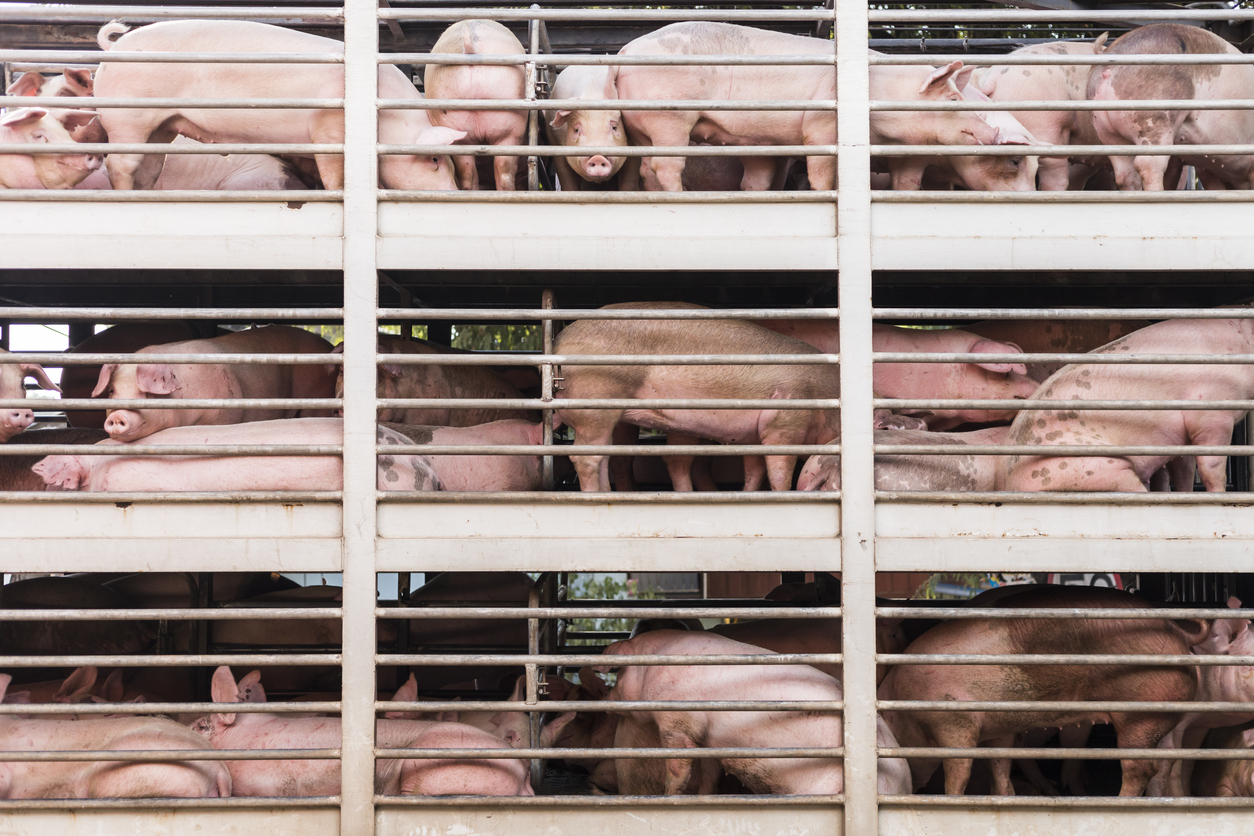 Federal judge rules Iowa ag-gag law unconstitutional, siding with journalists, civil liberties groups, and animal welfare activists. Credit: iStock / Somrerk Kosolwitthayanant, January 2019