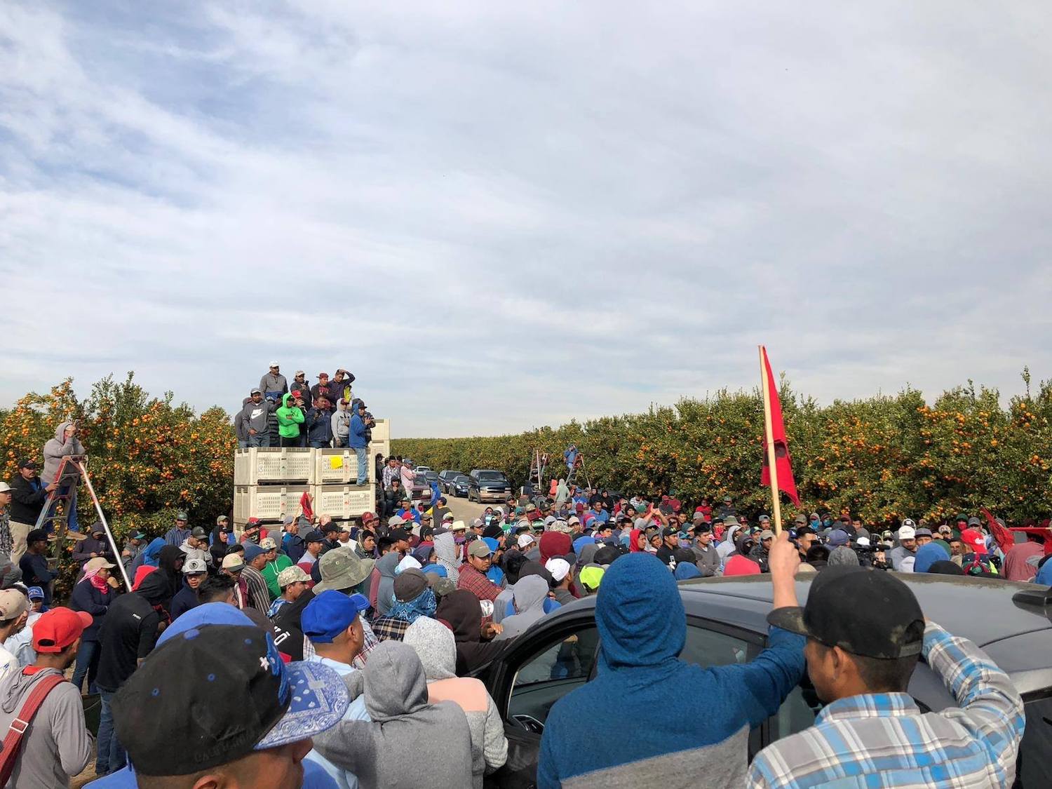 Orange pickers are back on the job after Wonderful company restores pay rate after four-day strike. Credit: United Farm Workers of America, January 2019