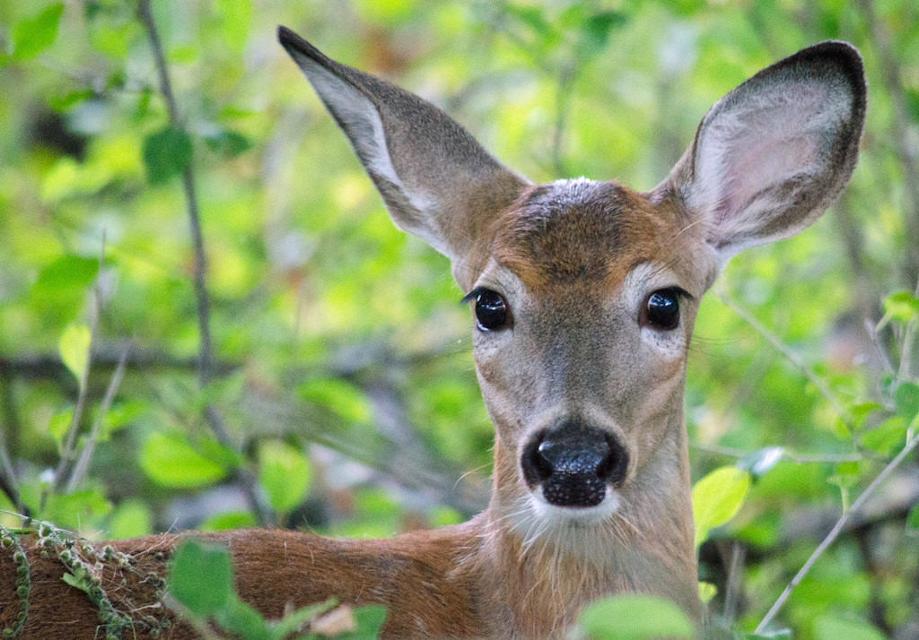 Scientists may have found a way to detect chronic wasting disease in 