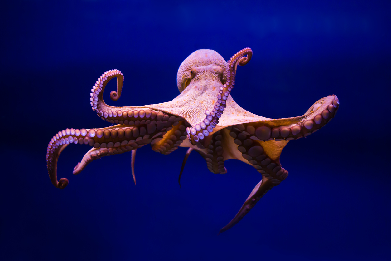 Scientists are making the case against octopus farming, arguing that industrial-scale octopus farms could leave wild populations untouched while depleting stocks of other ocean animals they rely on for food. Credit: iStock / TheSP4N1SH, February 2019