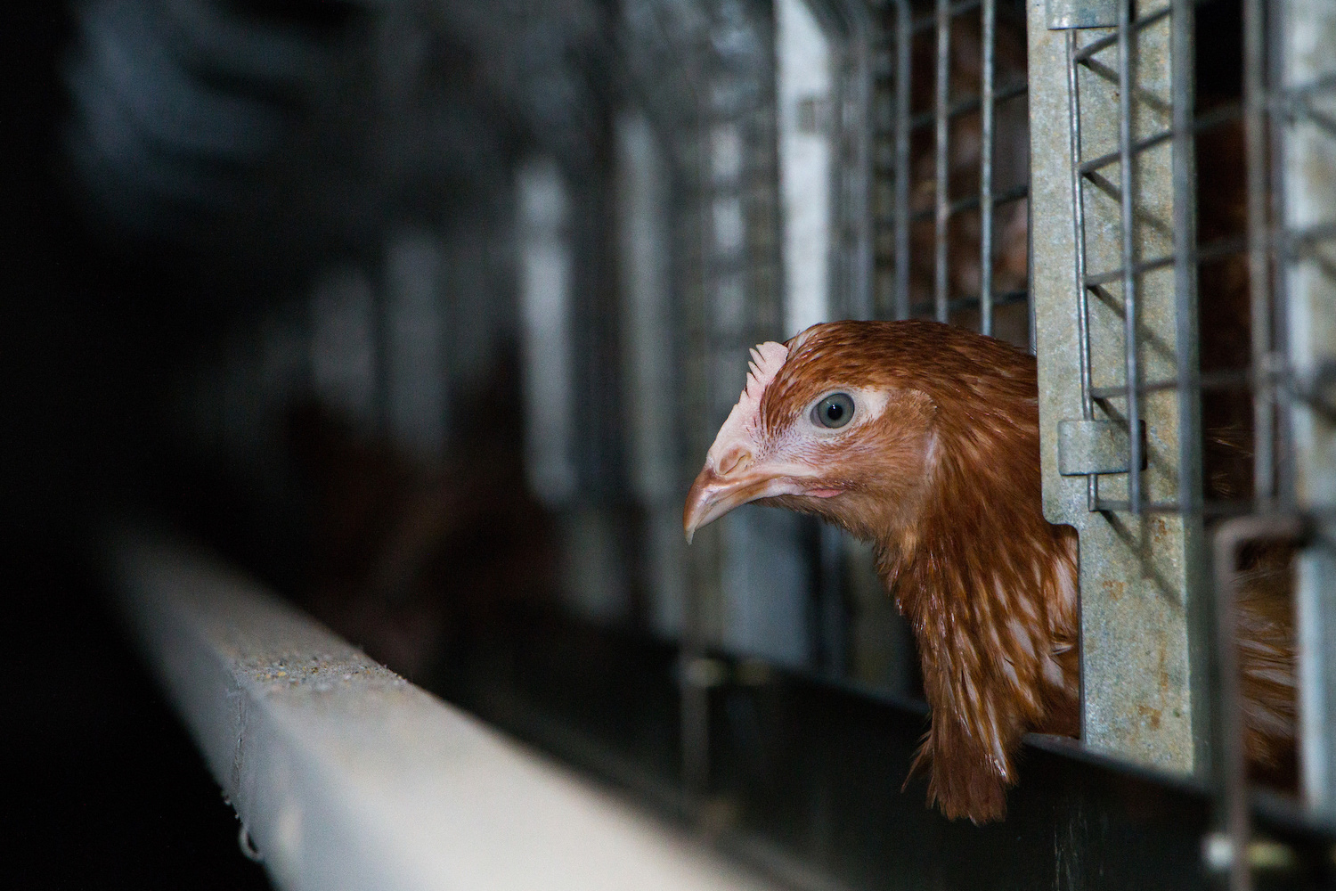 Will Perdue’s plan for “more humane” chicken slaughter ultimately hurt producers? Credit: Flickr / Dzīvnieku brīvība, February 2019