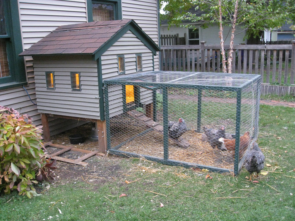 Backyard chickens hit hard by a long-gone, extremely contagious disease