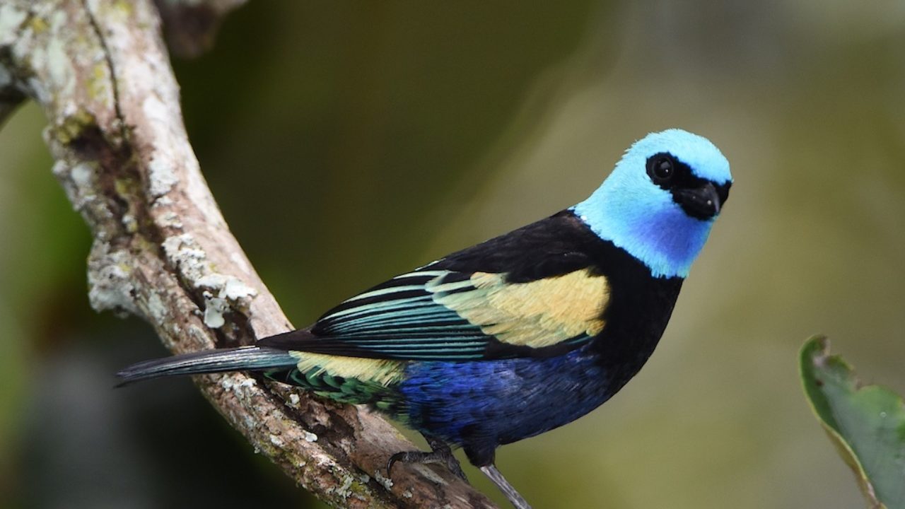 Can Shade Grown Coffee Really Save Endangered Migratory Birds