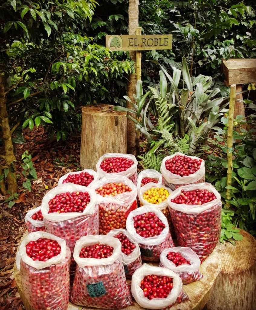 View of 10 Bird-Friendly Coffee To Help You Sip Sustainably - OopsVegan