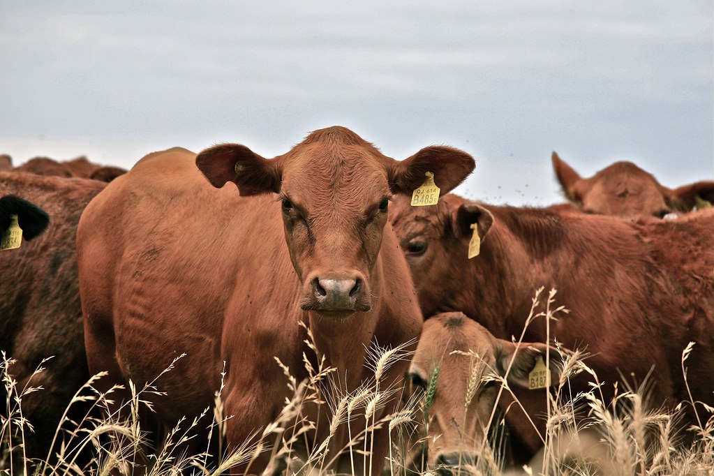 A group of plaintiffs led by Ranchers-Cattlemen Action Legal Fund United Stockgrowers of America (R-CALF USA) on Tuesday filed a class-action lawsuit alleging that a group of U.S. meatpackers engaged in a vast conspiracy to artificially depress cattle prices—resulting in lower prices for producers and record profits for the industry. Credit: Alex Proimos / Flickr, April 2019