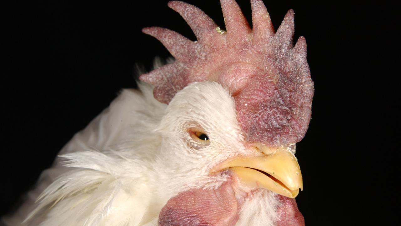 More than a million chickens have already been euthanized due to Virulent Newcastle Disease fears. Credit: USDA / Flickr, April 2019