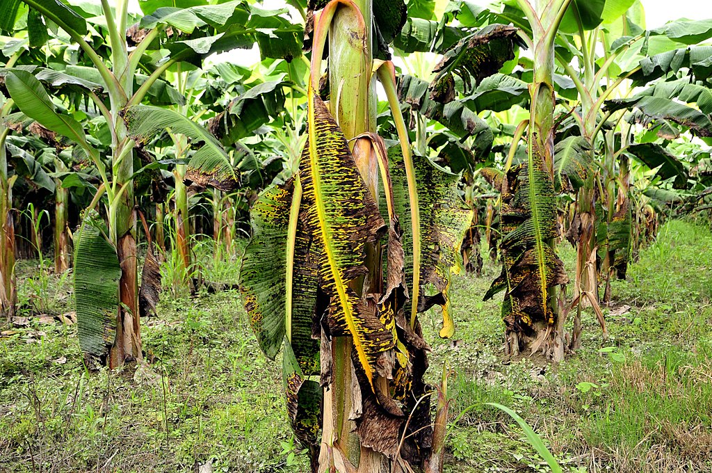 Pic by Neil Palmer (CIAT). Effects of the devastating black sigatoka fungus in plantain in Quindió, Colombia.