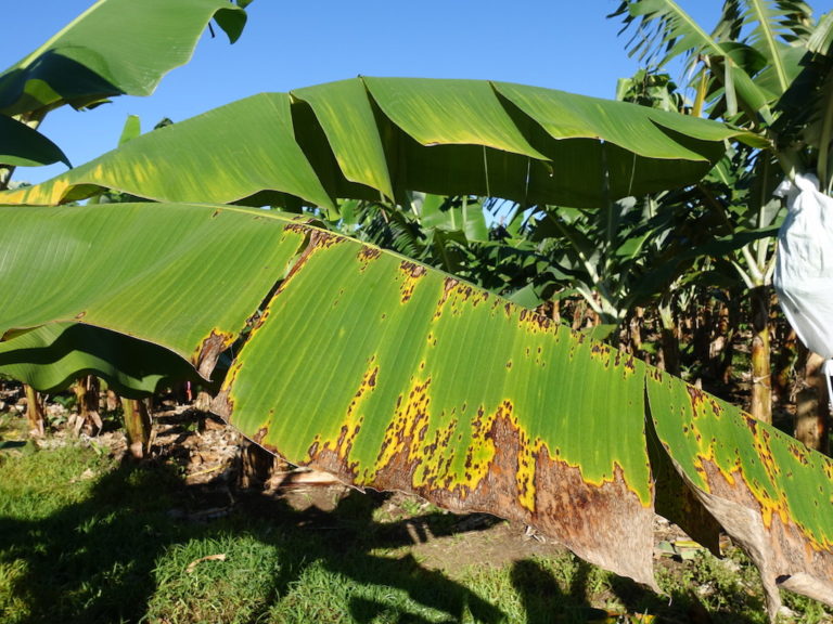 Banana disease, worsened by climate change, threatens global crops
