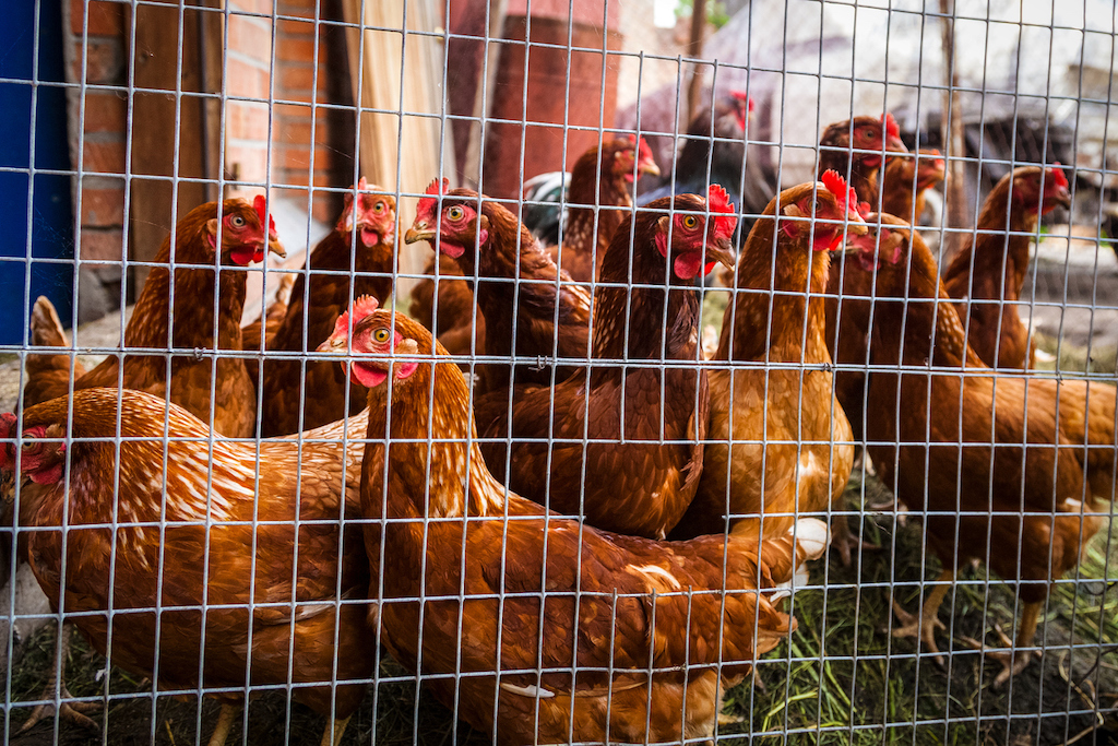 Many chicken hens are walking and looking at the camera, waiting for food, on a summer day at the farm