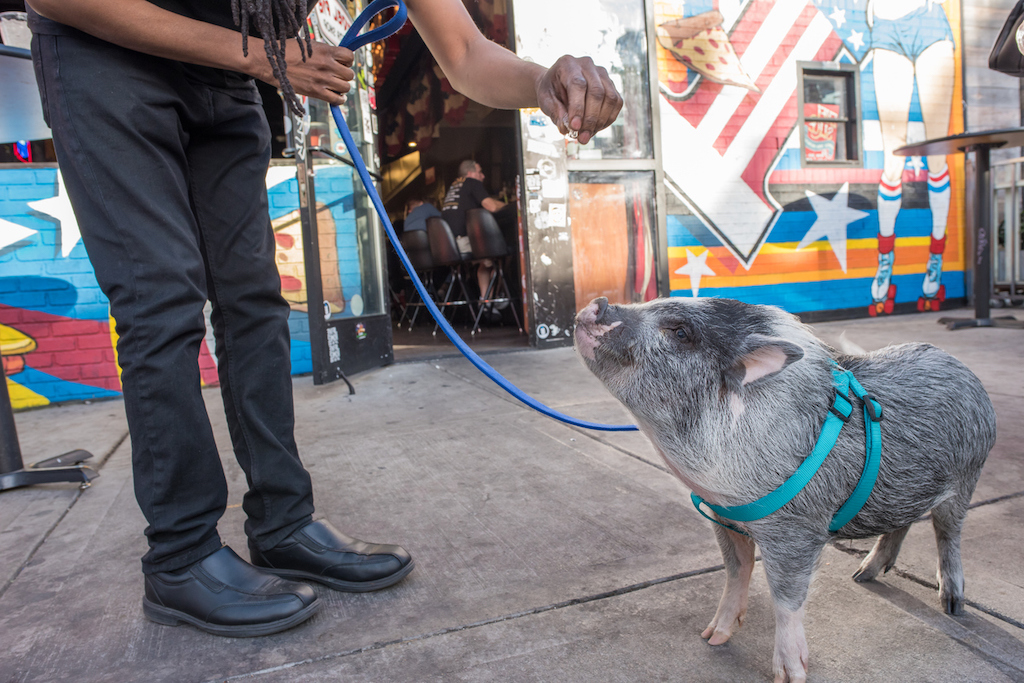 Las Vegas, Nevada, November 21, 2017: A cute, gentle pig wearing a harness and leash, receiving a treat while out for a walk with her owner downtown Las Vegas.