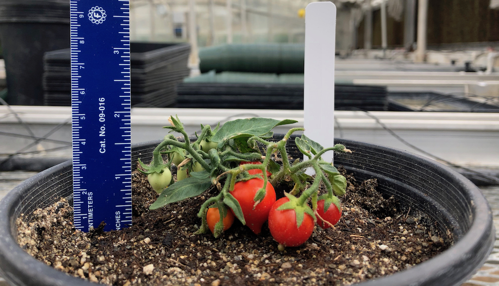 Scientists are gene-editing tomato plants for the International Space Station. Credit: Martha Orozco-Cárdenas/University of California, Riverside, May 2019