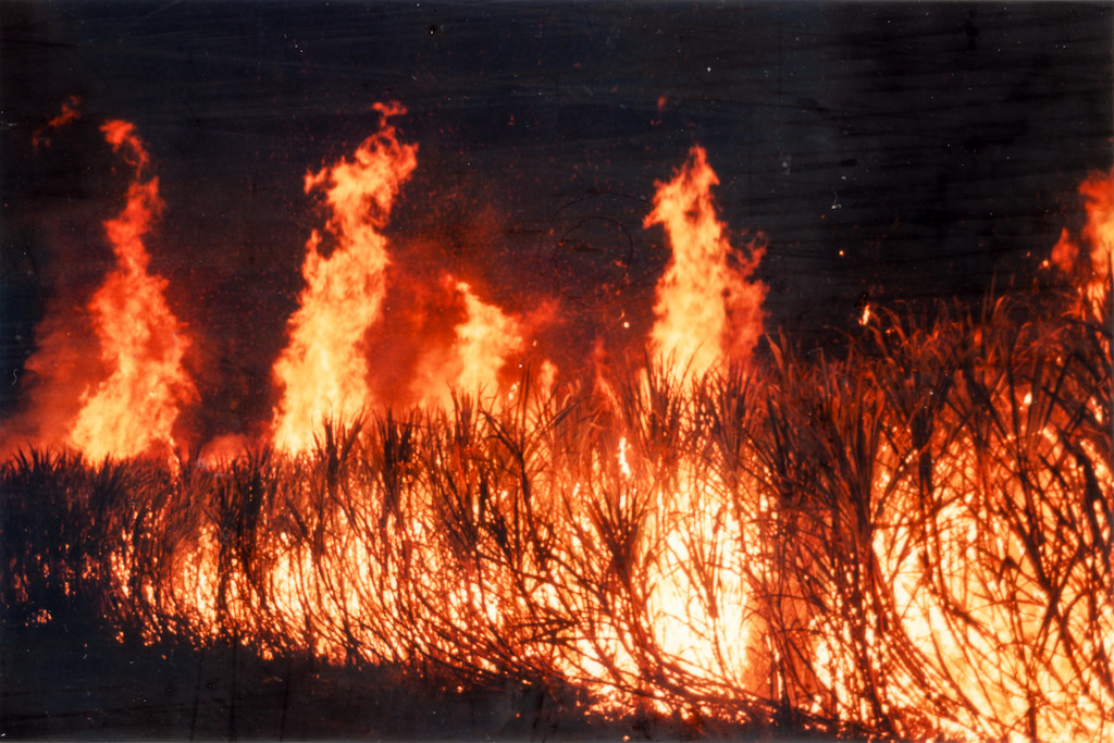Florida sugar companies sued for unhealthy practice of burning sugarcane