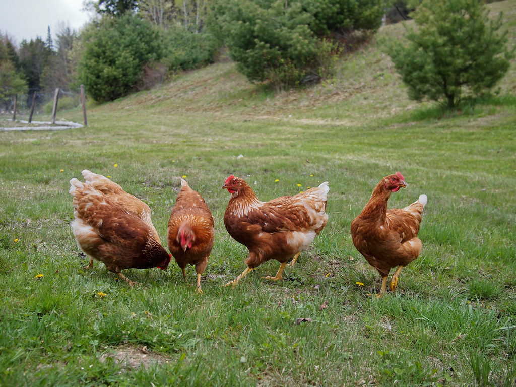 Approxiamtely 108,500 backyard birds have already been euthanized in Southern California to stop the spread of Virulent Newcastle Disease, often referred to simply as Newcastle or VND. Credit: Adam Chandler/Flickr. 2019