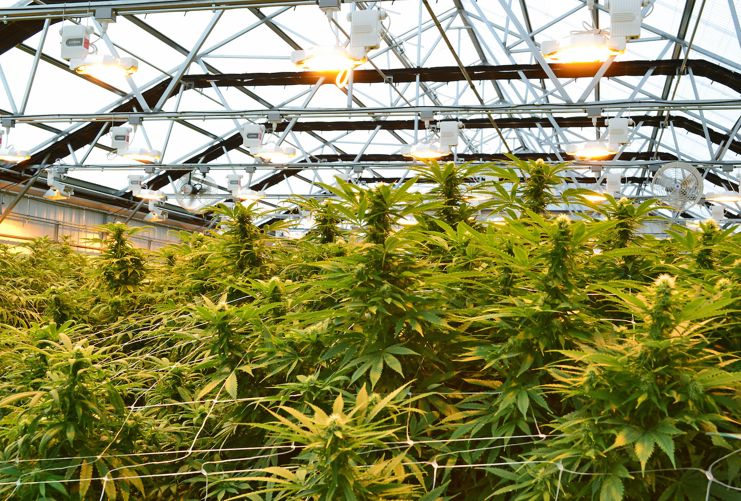 Cannabis plants growing indoors. Credit: Oregon Department of Agriculture / Flickr, June 2019