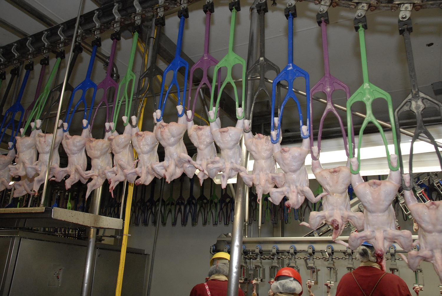 Chickens in a slaughterhouse.