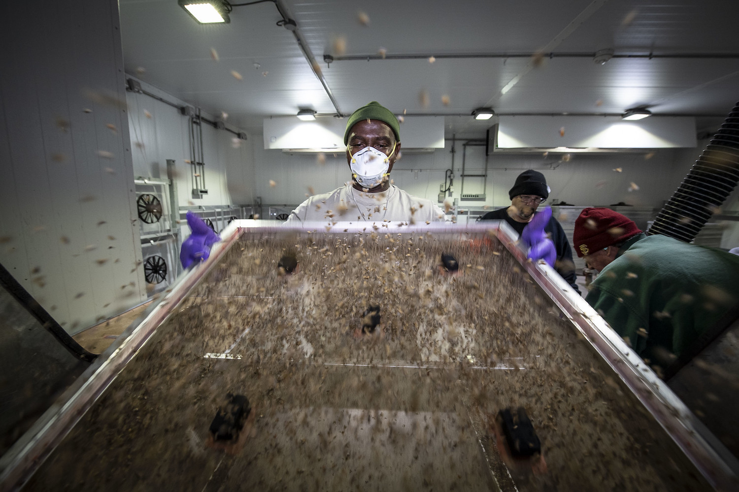 U.S. Department of Agriculture (USDA) Animal and Plant Health Inspection Service’s (APHIS) personnel collect the thousands of anesthetized Mediterranean Fruitflies on each screen at the Sarasota Sterile Insect Rearing Facility. Credit: USDA / Flickr, June 2019