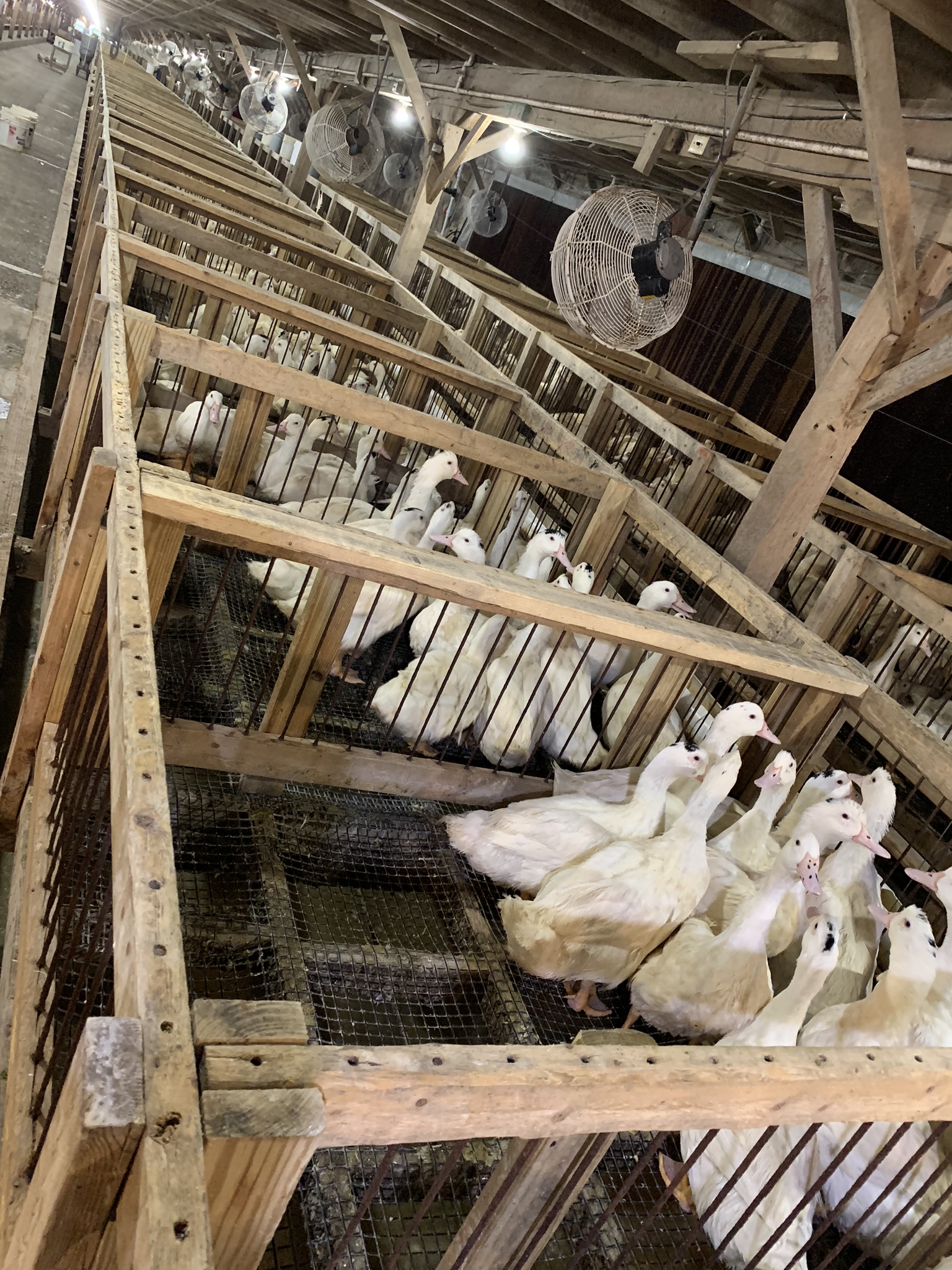 New York City is set to ban foie gras from restaurants and shops