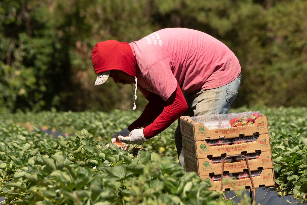 Farmworkers pick strawberries in Georgia