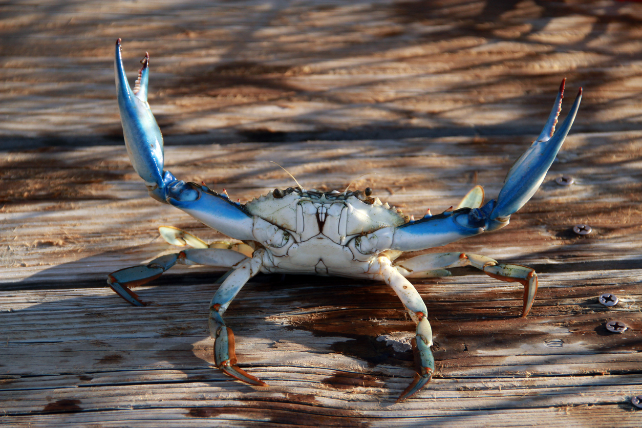 Blue crab, popular along the east coast, is a beloved delicacy. Some industrial seafood suppliers have mislabeled it.