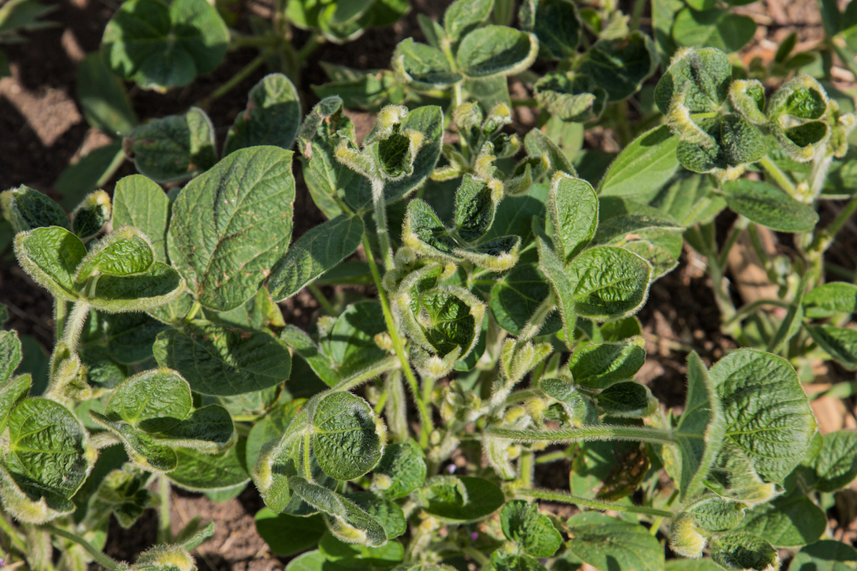 Damaged soybeans cupping because of dicamba drift.