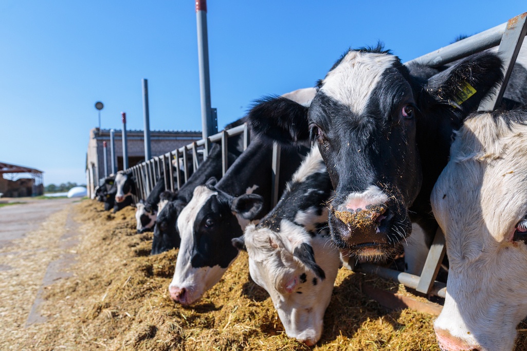 FDA finds surprise in gene-edited cattle: Antibiotic-resistant, non-cow DNA