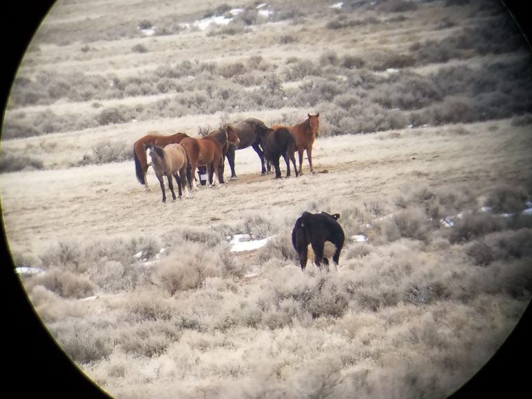 How America's wild horses end up in slaughterhouses abroad