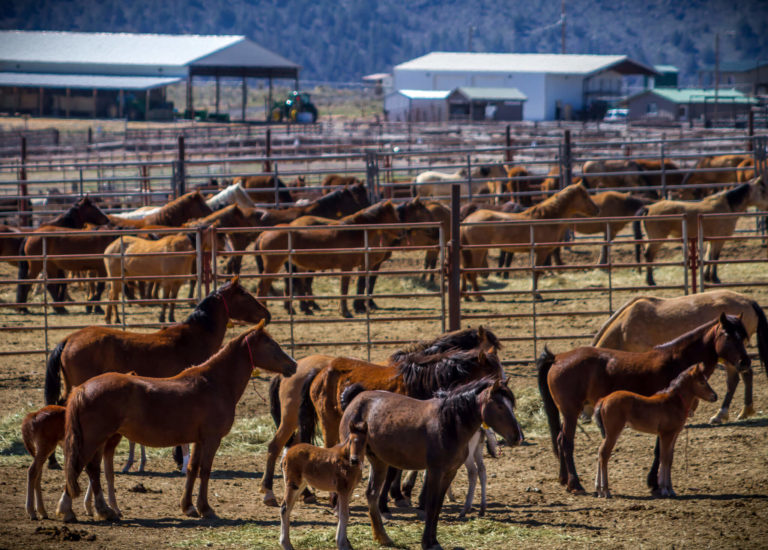 How America's wild horses end up in slaughterhouses abroad
