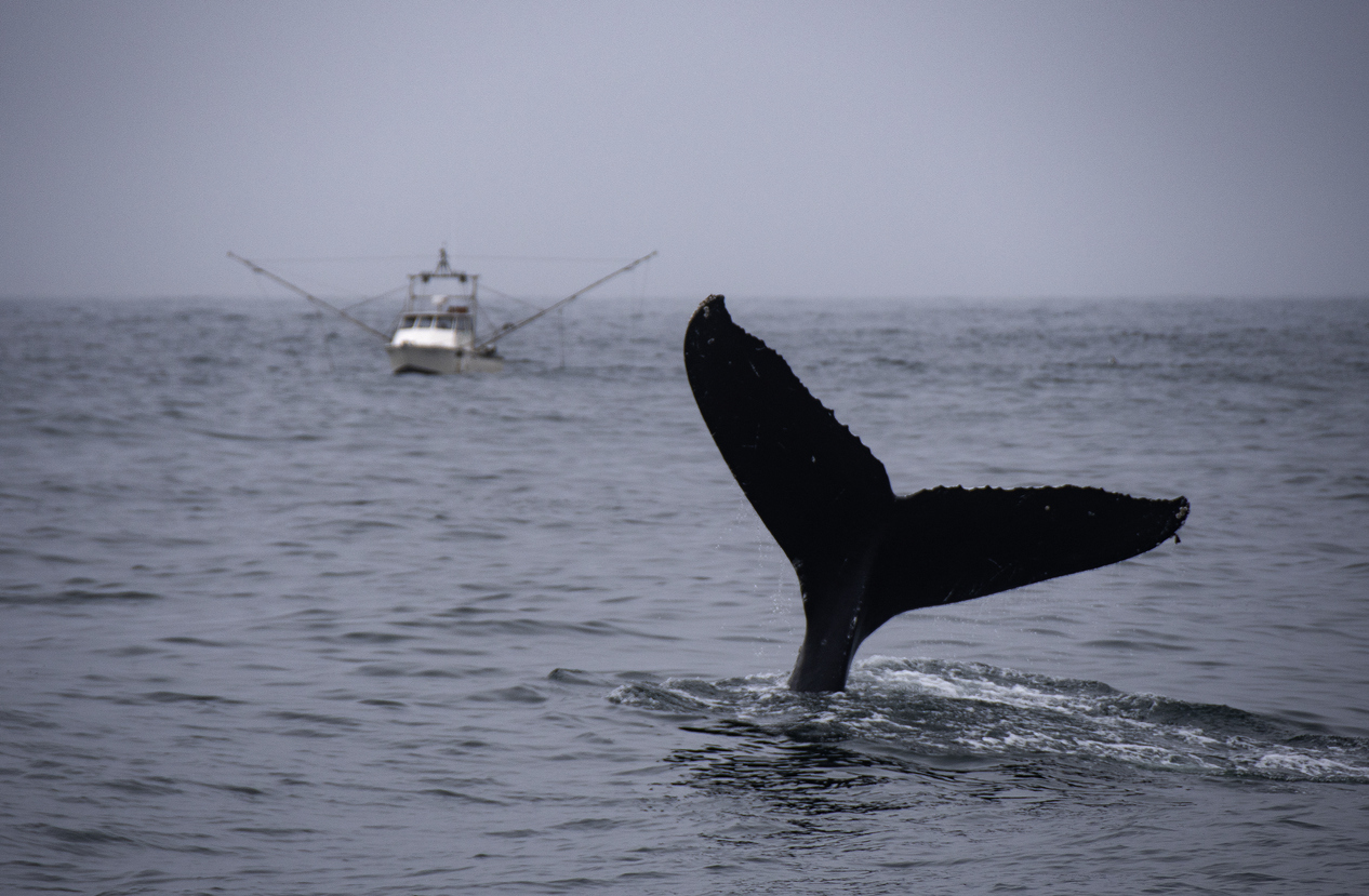 Humpback whale tail fluke and fishing boat in Monterey Bay, California.