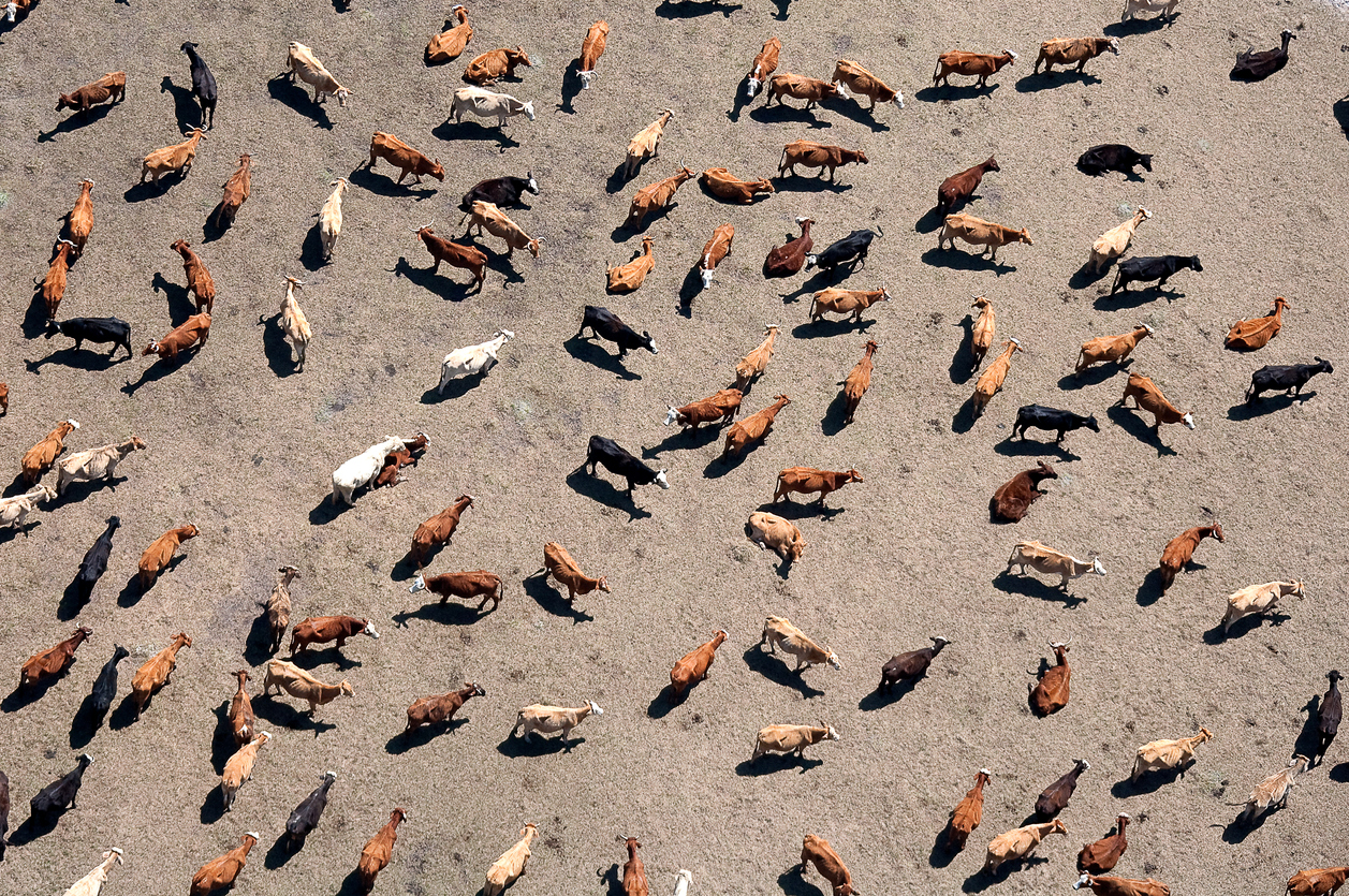 Birds' eye view of cattle ranch