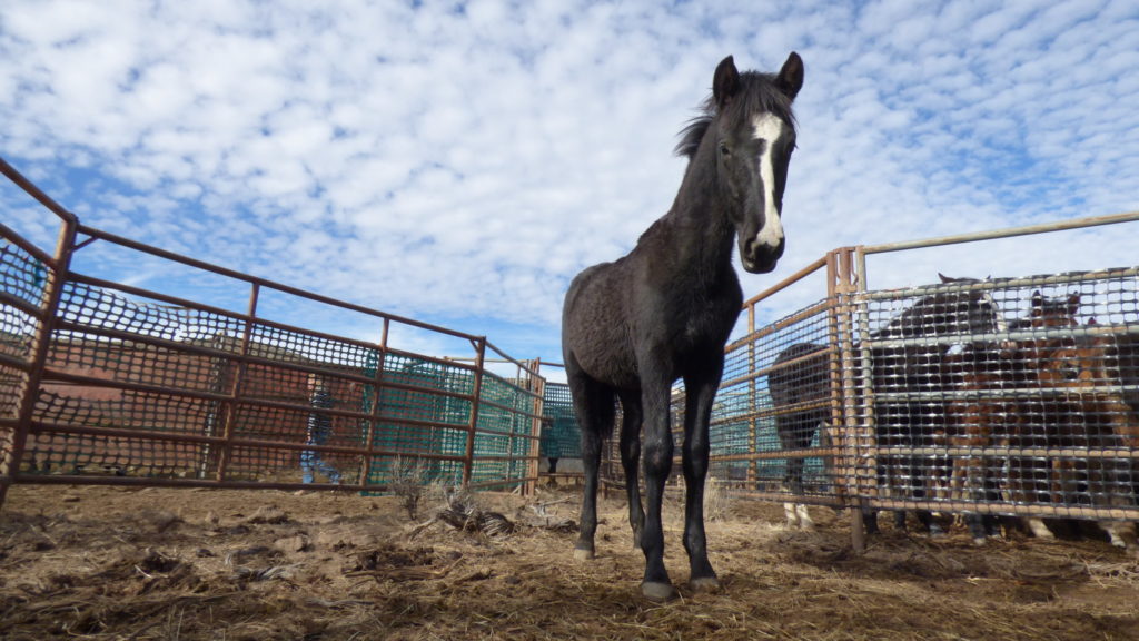 How America's wild horses end up in slaughterhouses abroad