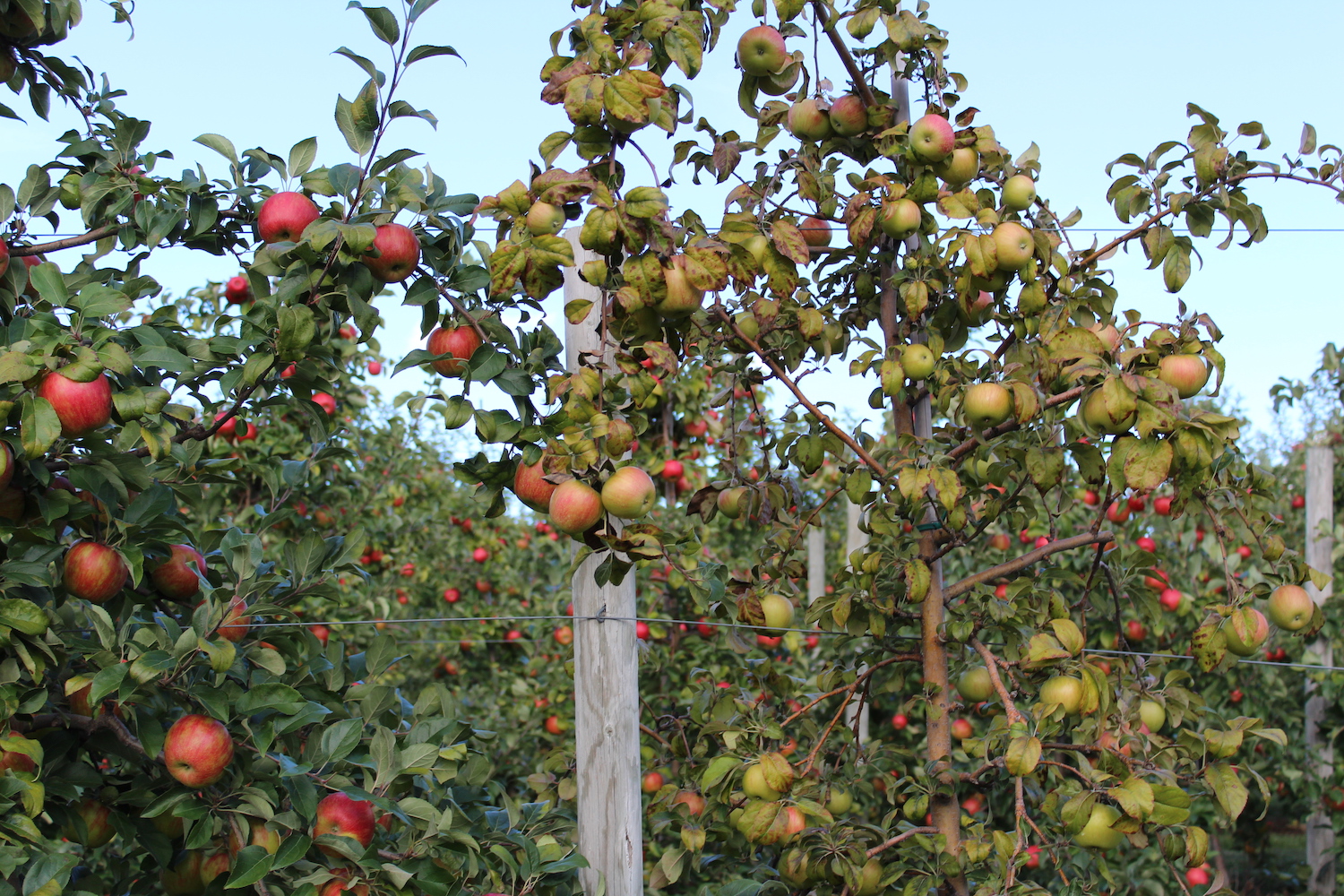 Declining apples