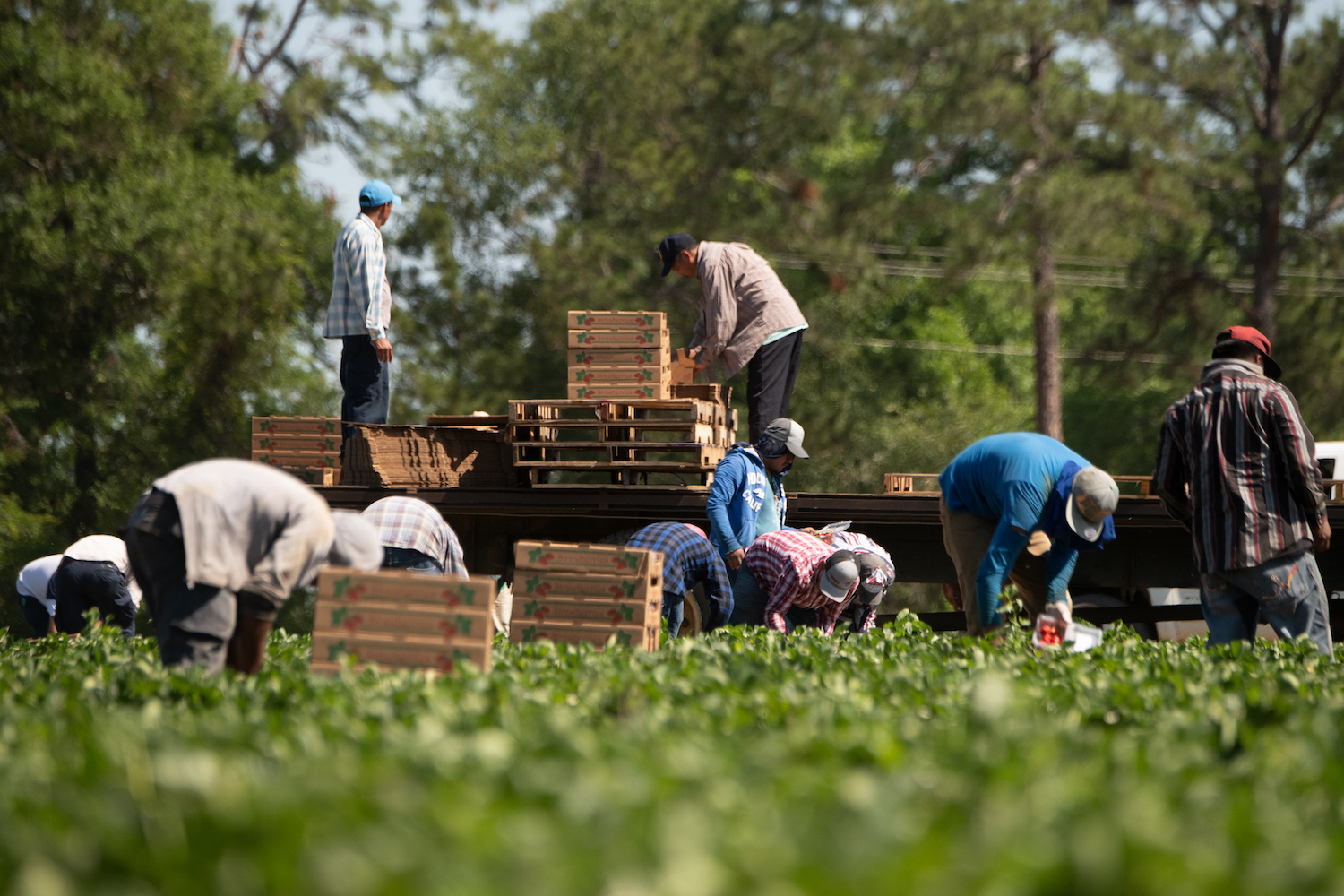 Farmworkers pack strawberries