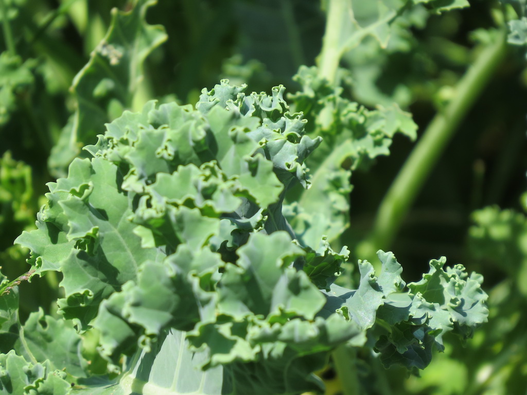 A close-up shot of kale.