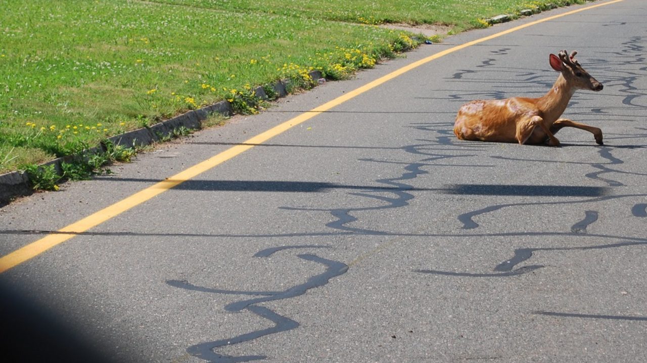 Hit the road: California legalizes eating roadkill | The Counter