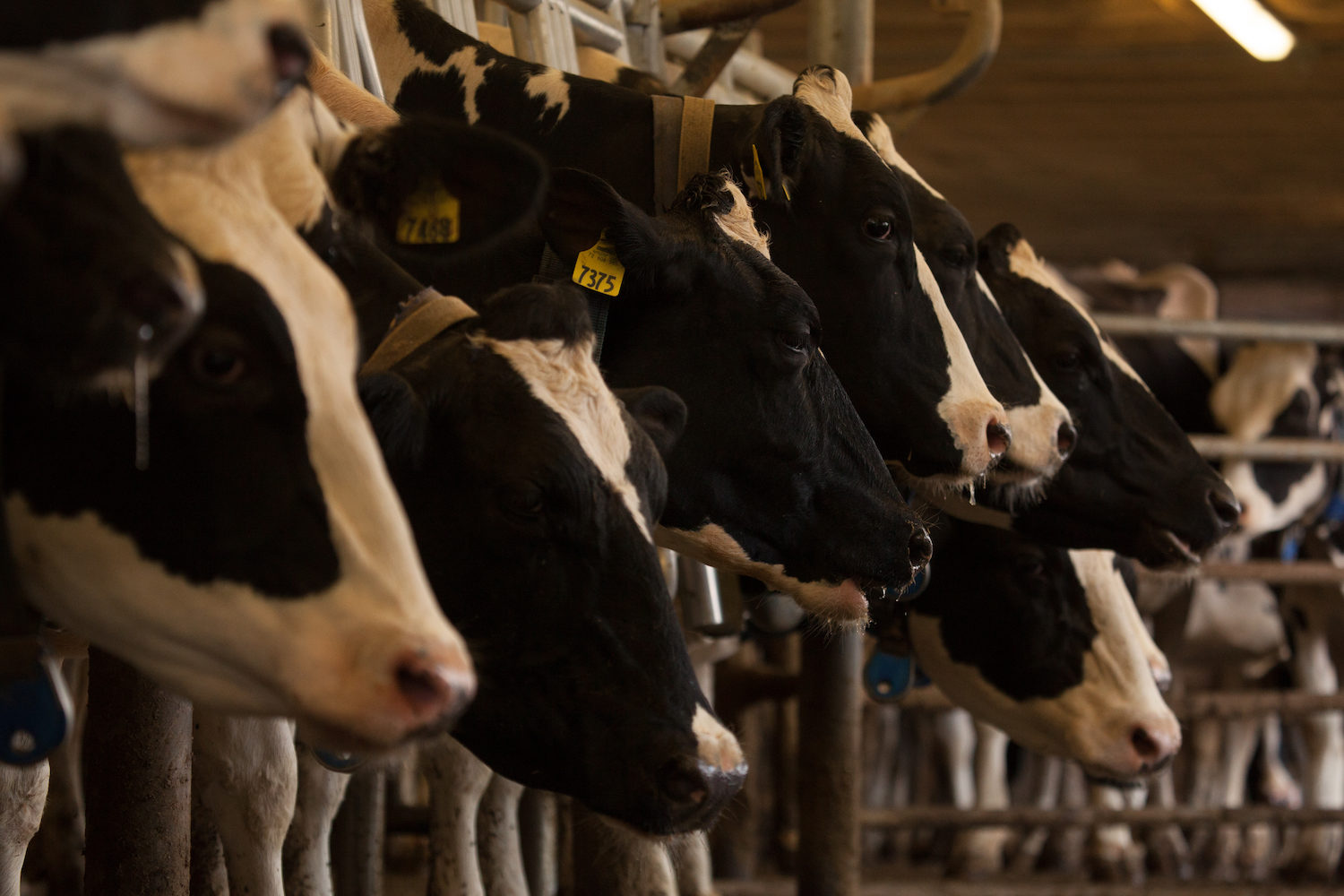 Dairy cattle milked on CAFO farm