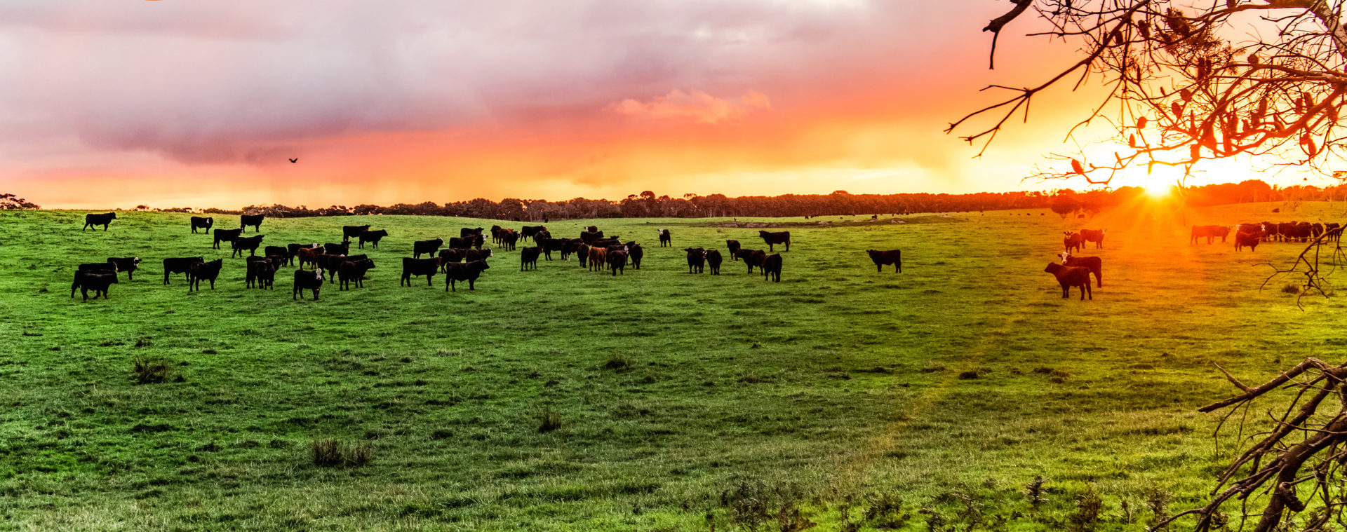 Crowd Cow promised to be a lifeline for craft beef producers. Ranchers say they feel left in the lurch. (November 2019)