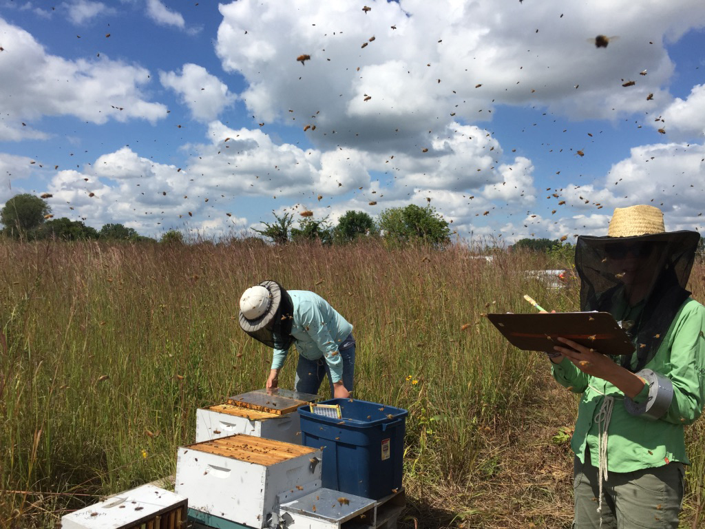 bee colonies near soy fields