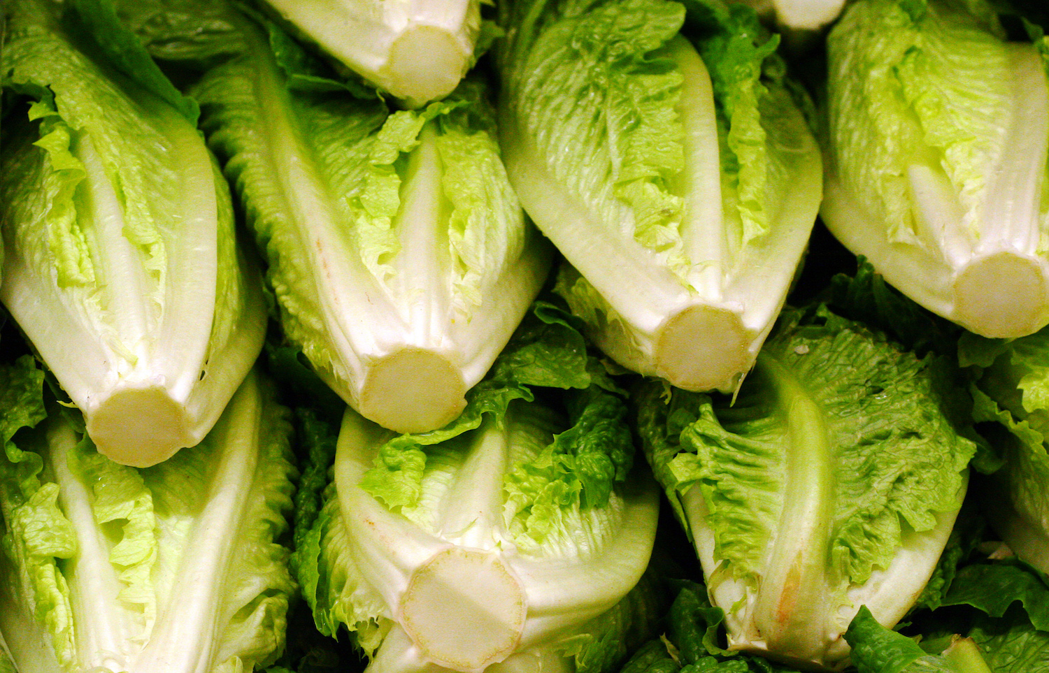 Romaine lettuce heads