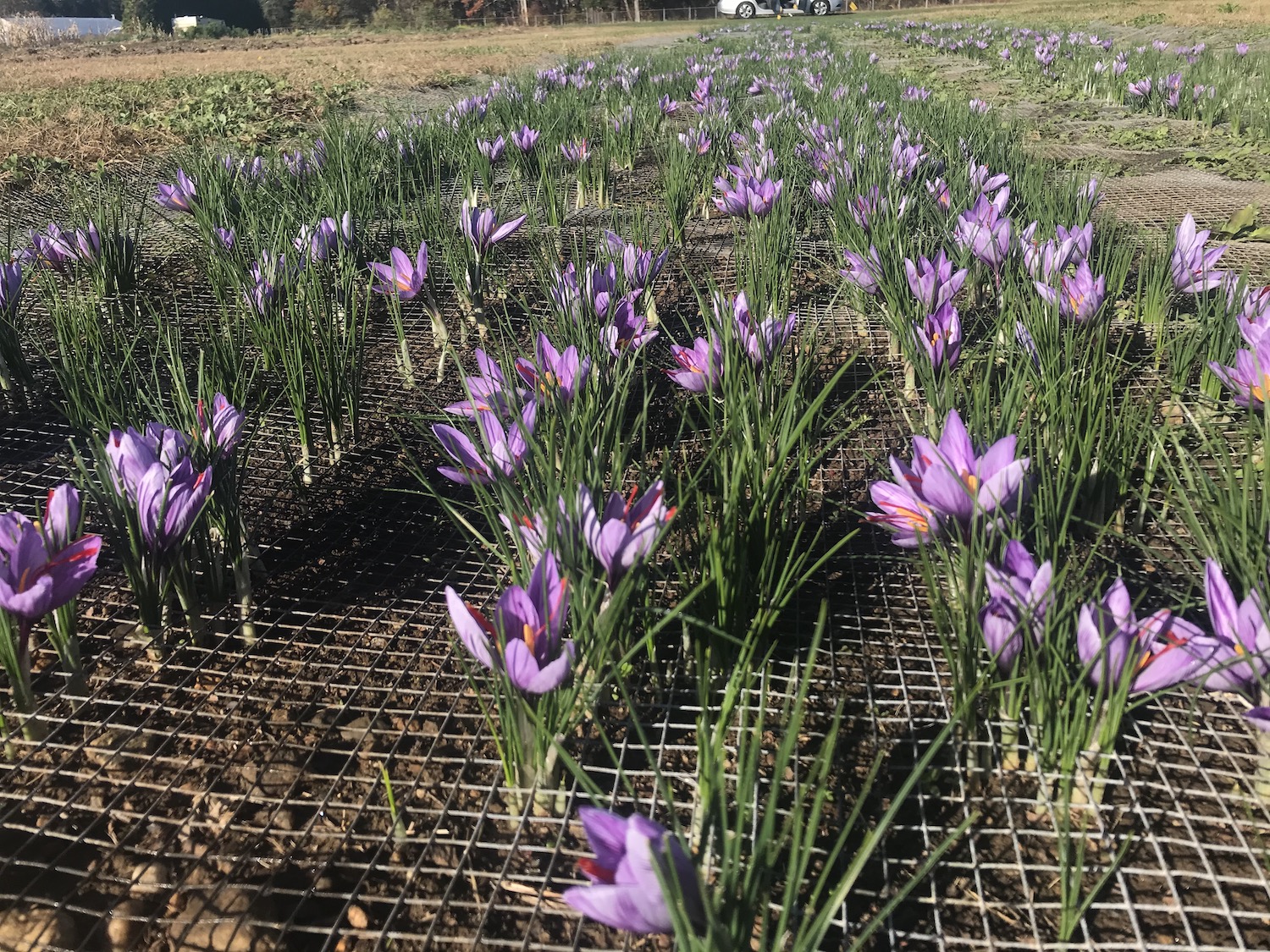 Saffron plant bed