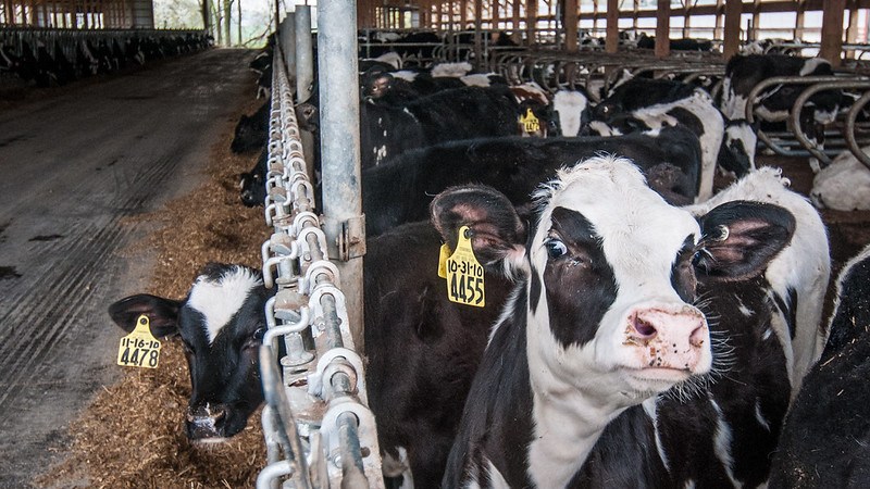 One of Fair Oaks’ on-site digesters takes in 650,000 gallons of manure from 15,000 cows every day—and that is less than half of the manure the farm produces