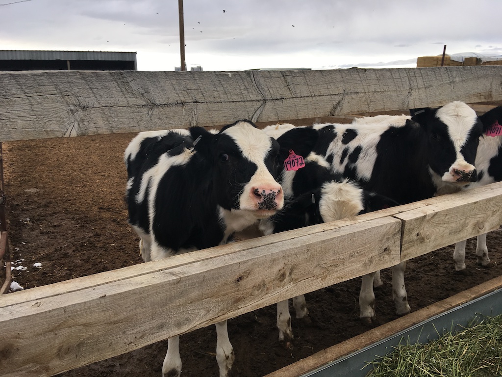 Dairy cows on a farm in Colorado.