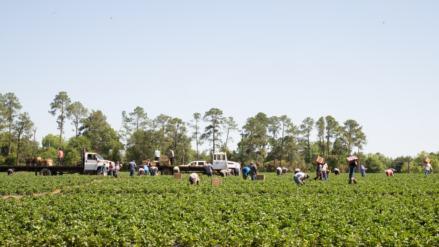 Farmworkers pick strawberries