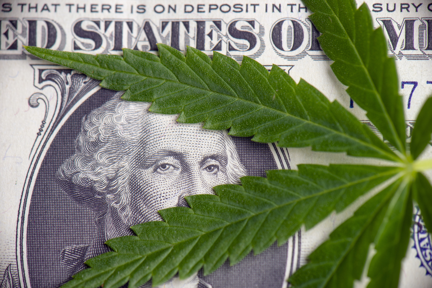 Cannabis leaf over dollar bill