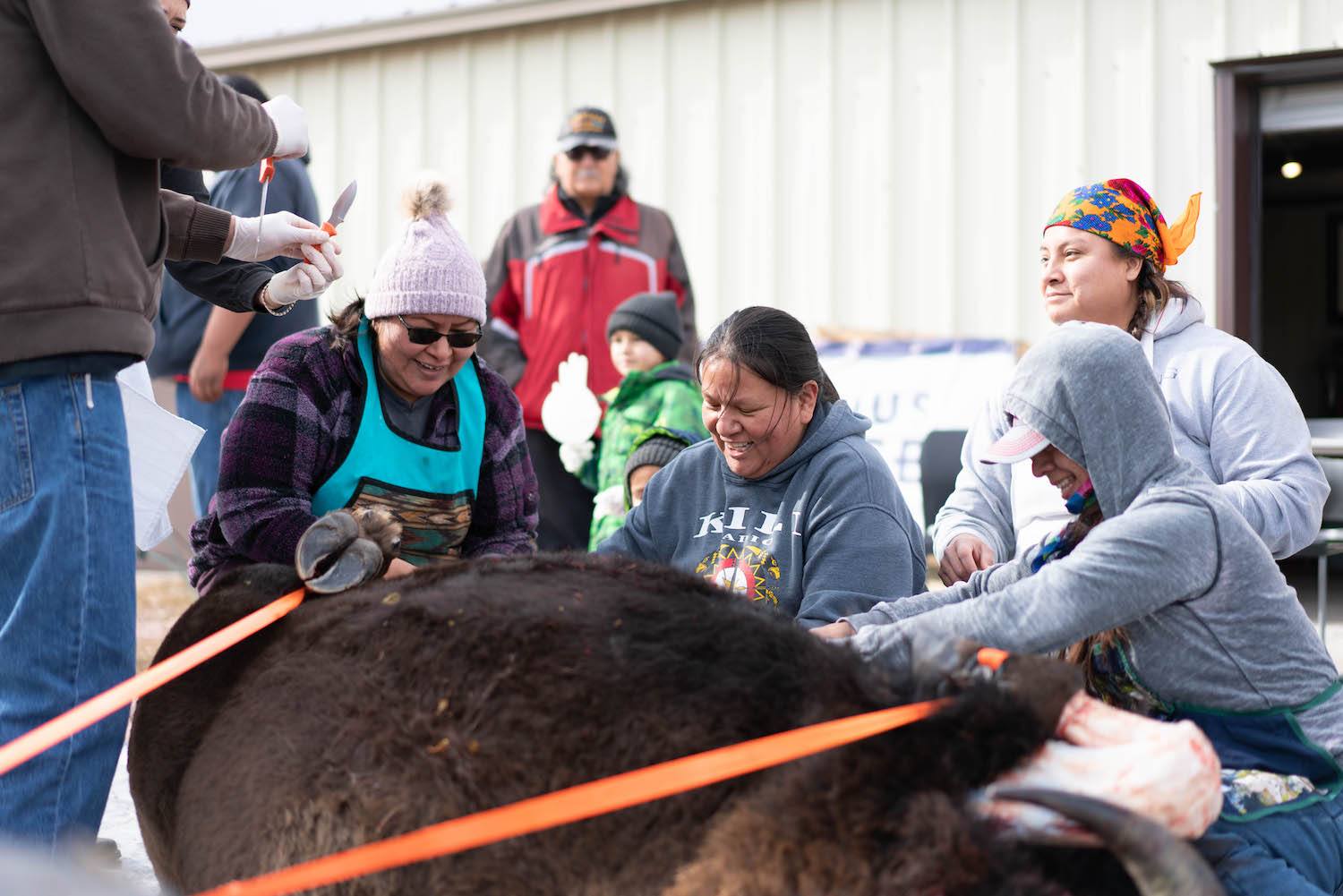 Lakota women butchering bison
