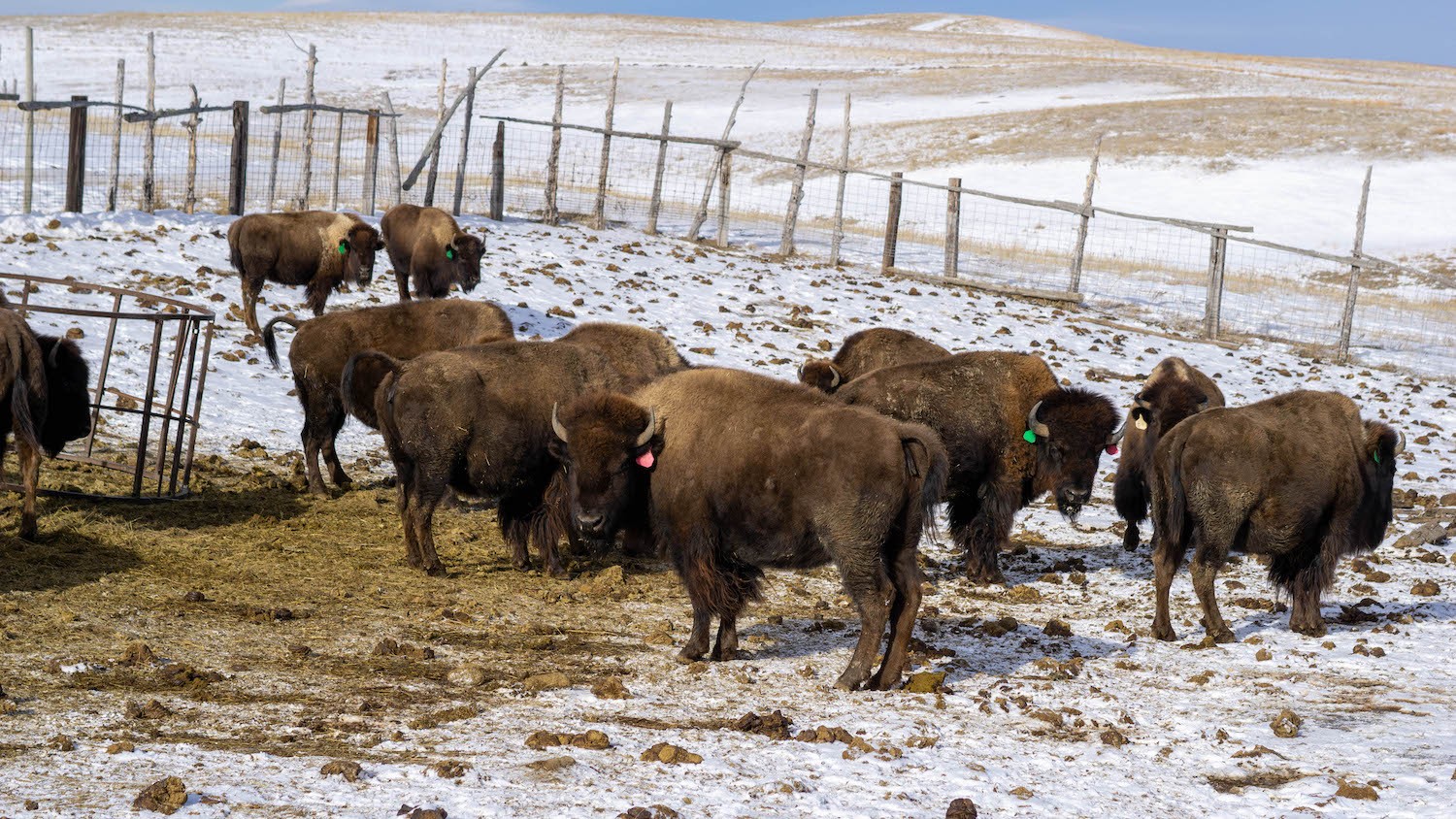 Bison on ranch