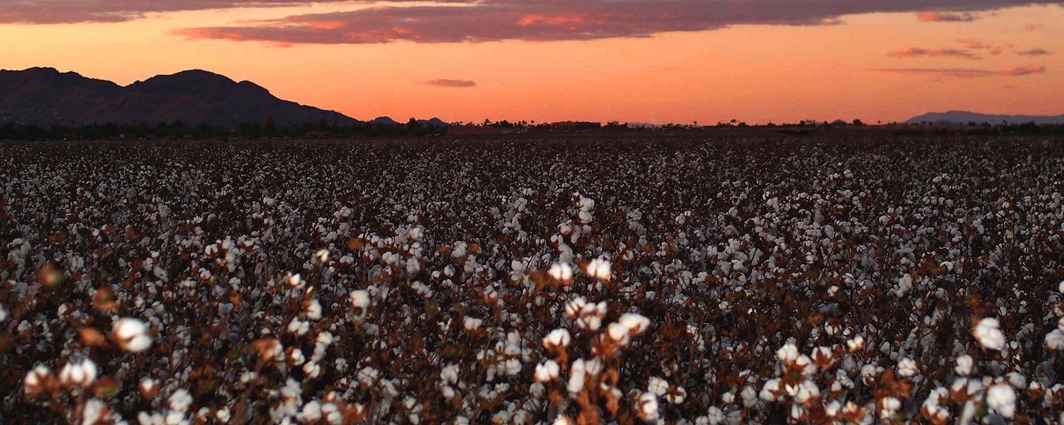 Cottonfields in Arizona
