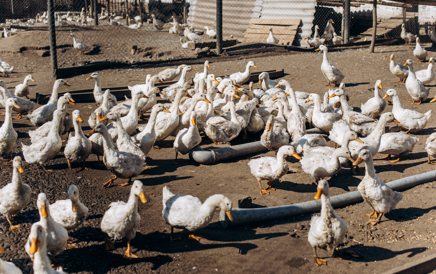large group of white ducks. farm